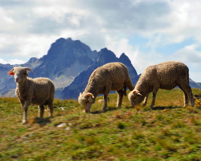 Troupeaux de moutons et patous