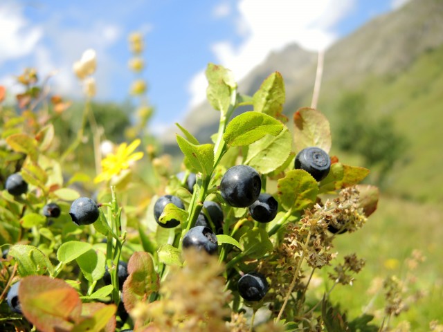 An authentic terroir