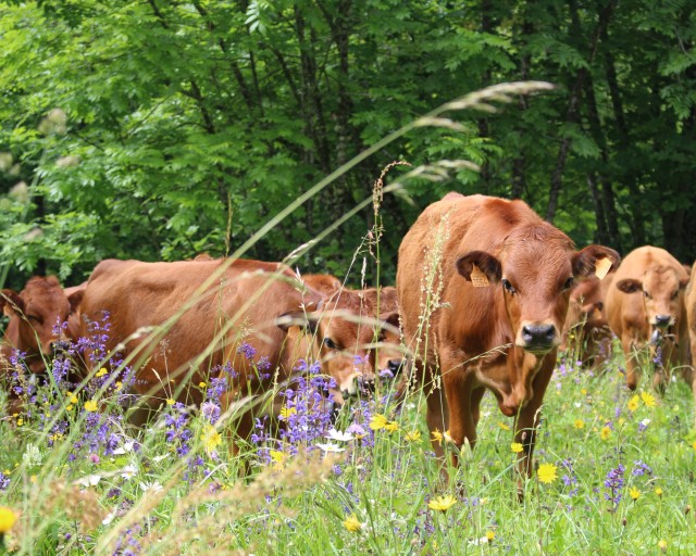 Local Producers