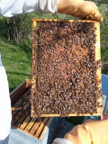 Abeilles
