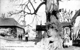 Le gros tilleul classé arbre remarquable de France