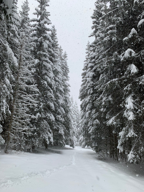 Sentier Raquettes Boucle de Bellecombe Sentier Raquettes Boucle de Bellecombe