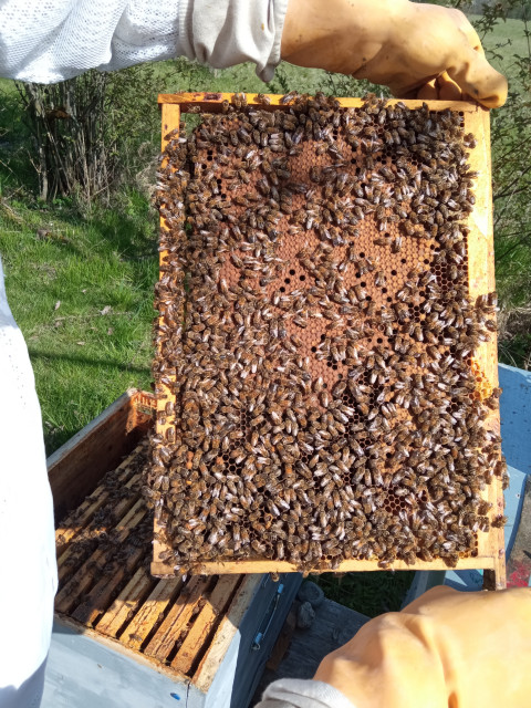 Abeilles