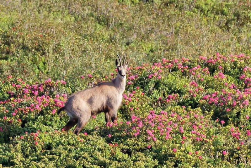 chamois_apidae.jpg