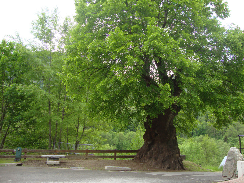 Linden - © OT St Colomban des Villards Linden