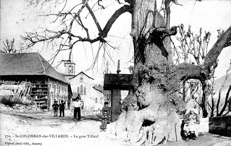 Le gros tilleul classé arbre remarquable de France Le gros tilleul classé arbre remarquable de France