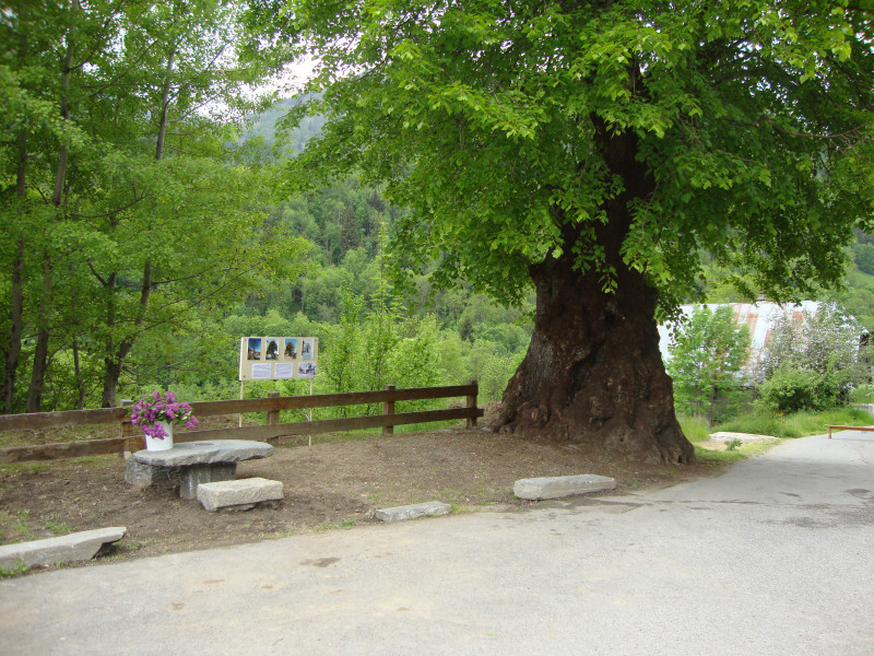 Linden - © OT St Colomban des Villards Linden