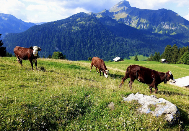 nature-france-3220413-1280-6113